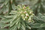 vignette Euphorbia 'Silver Spire' : fleurs