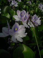 vignette Eichhornia crassipes
