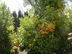 vignette Bigaradiers fruits (oranges amères)