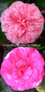 vignette Camellia 'Comte de Gomer', japonica
