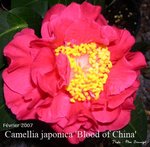 vignette Camellia 'Blood of China', japonica