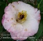 vignette Camellia 'Dr Tinsley'