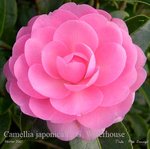 vignette Camellia 'E. G. Waterhouse'