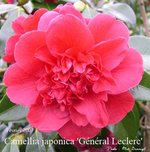 vignette Camellia 'Gnral Leclerc'