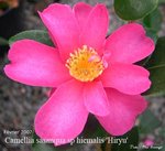 vignette Camellia 'Hiryu'
