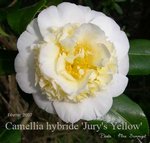 vignette Camellia 'Jury's Yellow'