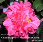 vignette Camellia 'Mme Martin Cachet', japonica
