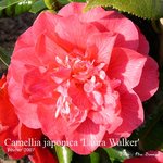 vignette Camellia 'Laura Walker'