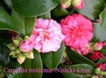 vignette Camellia 'Nishiki Kirin', rusticana