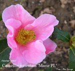 vignette Camellia 'Marie PL', hybride