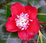 vignette Camellia 'Bokuhan', japonica