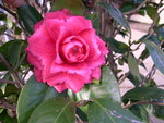 vignette Camellia 'Mathotiana', japonica