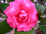 vignette Camellia 'Mathotiana', japonica