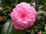 vignette Camellia 'Mathotiana Rosea', japonica