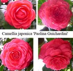 vignette Camellia 'Paolina Guichardini', japonica