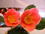 vignette Camellia 'Adelina Patti', japonica