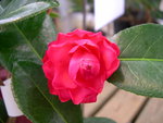 vignette Camellia 'Adorable', hybride