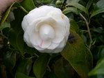 vignette Camellia 'Montironi', japonica