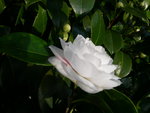 vignette Camellia 'Montironi', japonica