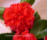 vignette Camellia 'Arajishi', japonica