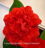 vignette Camellia 'Ankno Crimson', japonica