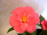 vignette Camellia 'Anzac', hybride