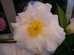 vignette Camellia 'Auburn White', japonica