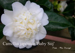 vignette Camellia 'Baby Siij', japonica
