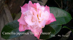 vignette Camellia 'Ballet Dancer', japonica