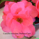 vignette Camellia 'Barbara Clark', hybride