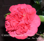 vignette Camellia 'Benodet', japonica