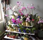 vignette mes orchides