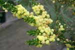 vignette Acacia paradoxa (= A. armata)