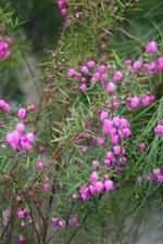 vignette Boronia heterophylla