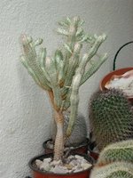 vignette Euphorbia mammillaris variegata