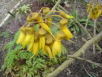 vignette sophora microphylla (fleurs)