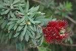 vignette Callistemon viminalis 'Little John'