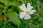 vignette Cistus x aguilarii 'Maculatus'