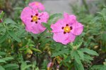 vignette Cistus x purpureus