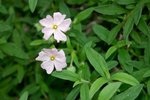 vignette Cistus x skanbergii