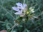 vignette Teucrium fruticans L