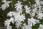 vignette Magnolia stellata 'Waterlily'