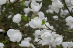 vignette Magnolia stellata 'Norman Gould'