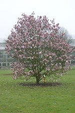 vignette Magnolia x soulangeana 'Picture'