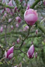 vignette Magnolia x soulangeana 'Rustica Rubra'