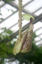 vignette Nepenthes 'Mizuho' = Nepenthes rafflesiana var. alata