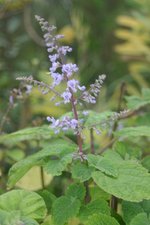 vignette Plectranthus fruticosus