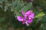 vignette Polygala myrtifolia