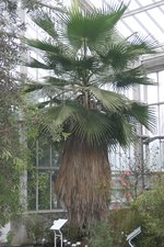 vignette Washingtonia robusta