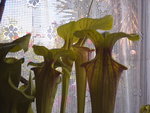 vignette Sarracenia flava atropurpurea